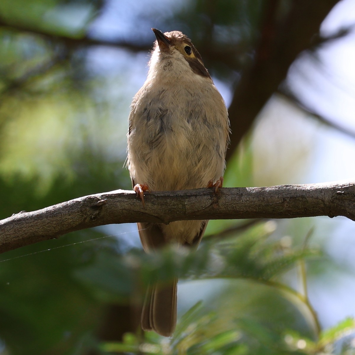 Brown-headed Honeyeater - ML614005826