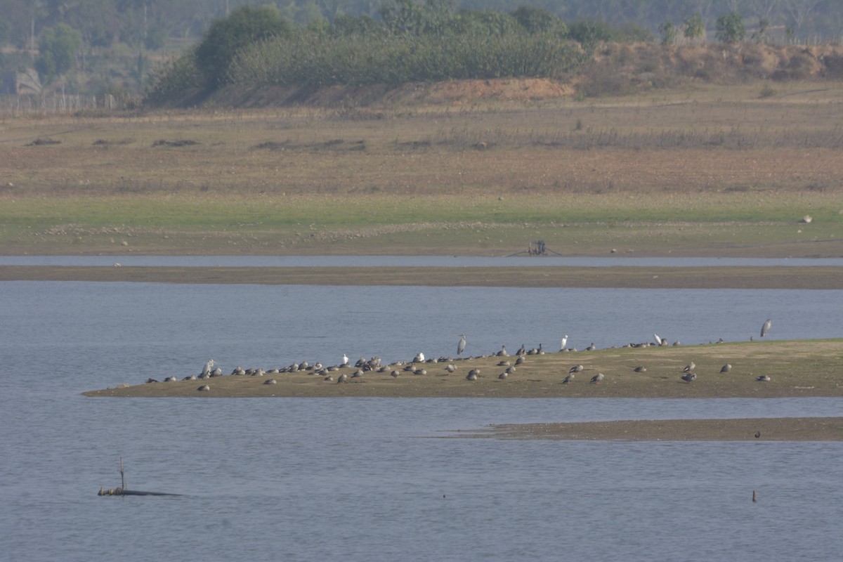 Indian Spot-billed Duck - ML614005835