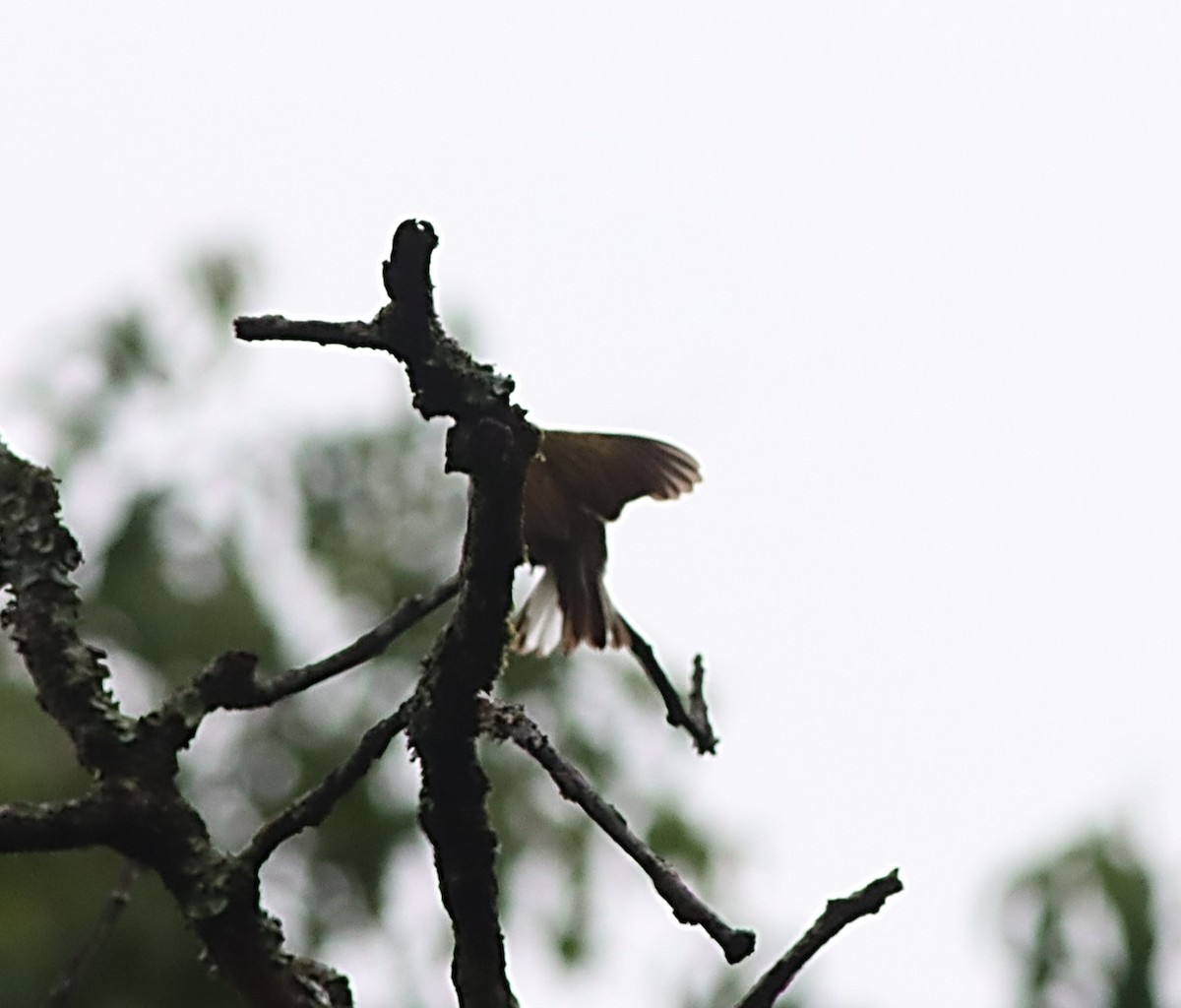 Least Honeyguide - ML614005861