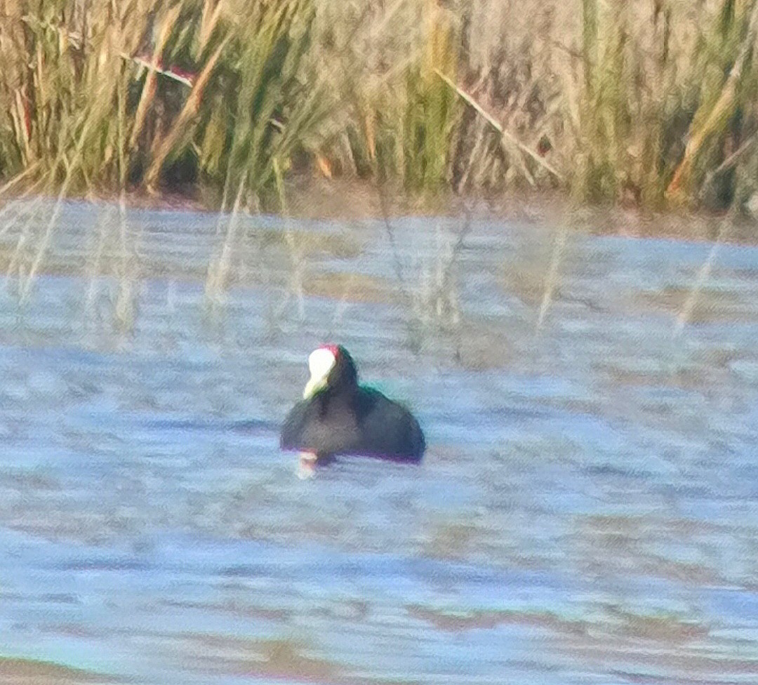 Red-knobbed Coot - ML614005874