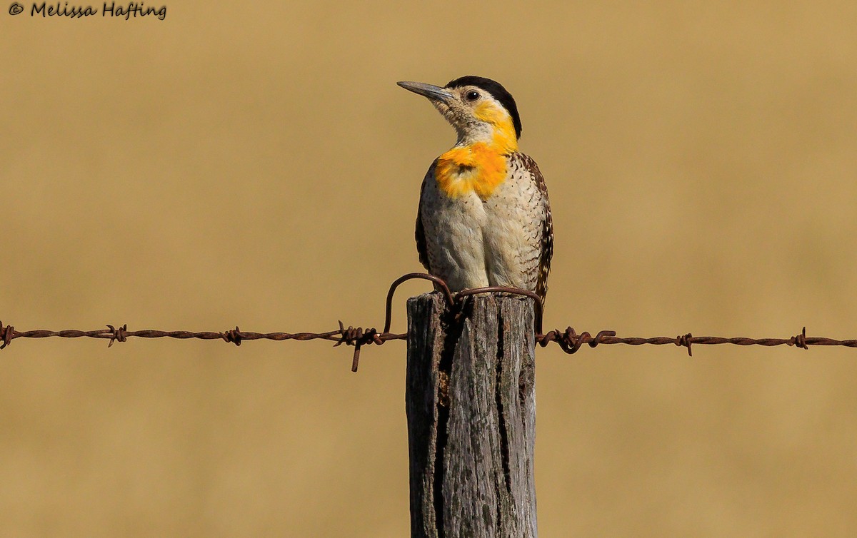 Campo Flicker (Field) - ML614005894