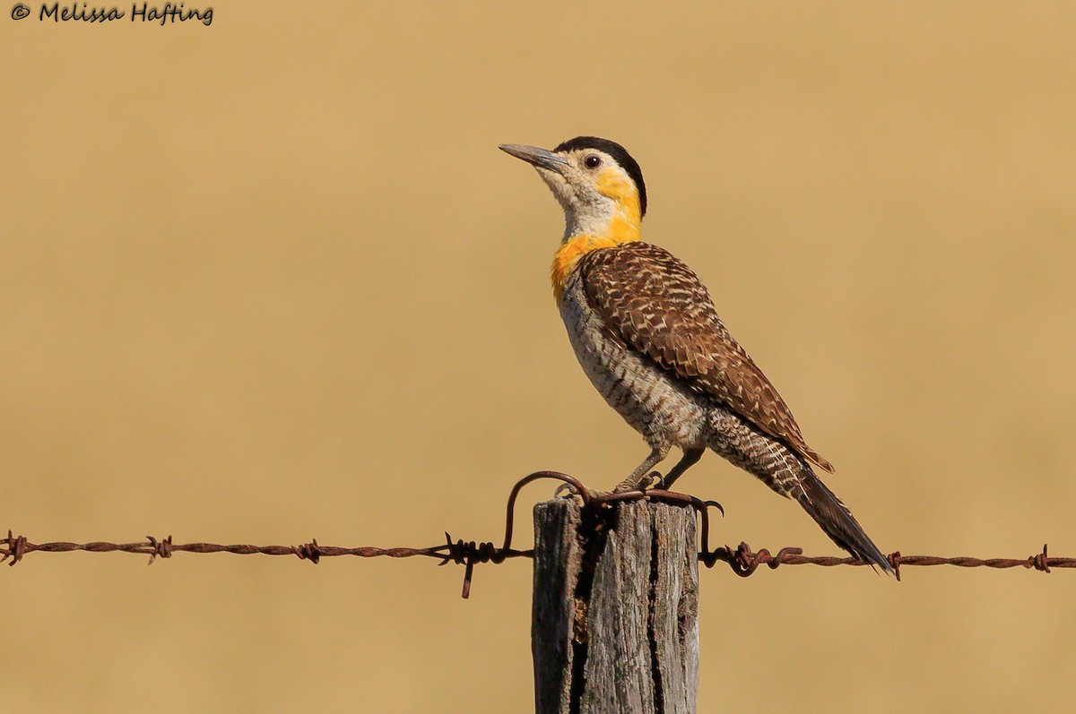 Campo Flicker (Field) - ML614005895