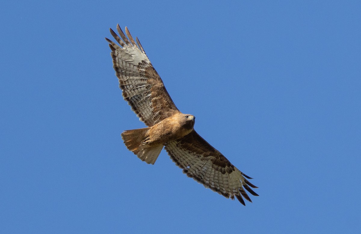 Red-tailed Hawk (calurus/alascensis) - Peter Bedrossian