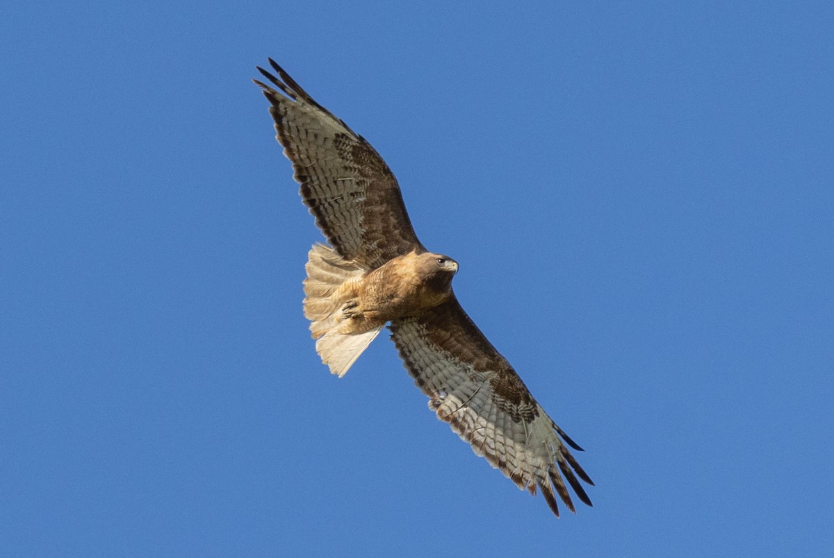 Red-tailed Hawk (calurus/alascensis) - Peter Bedrossian