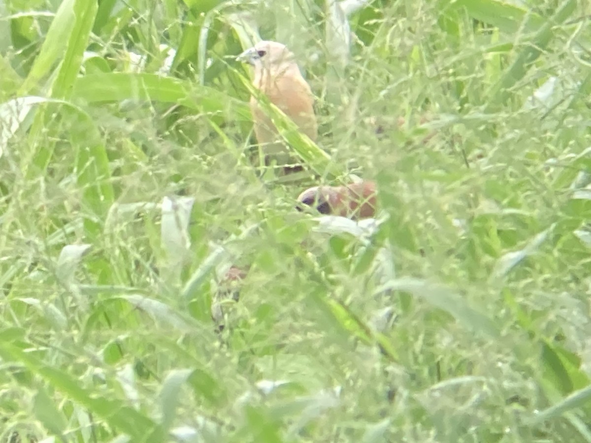 Yellow-rumped Munia - ML614005937