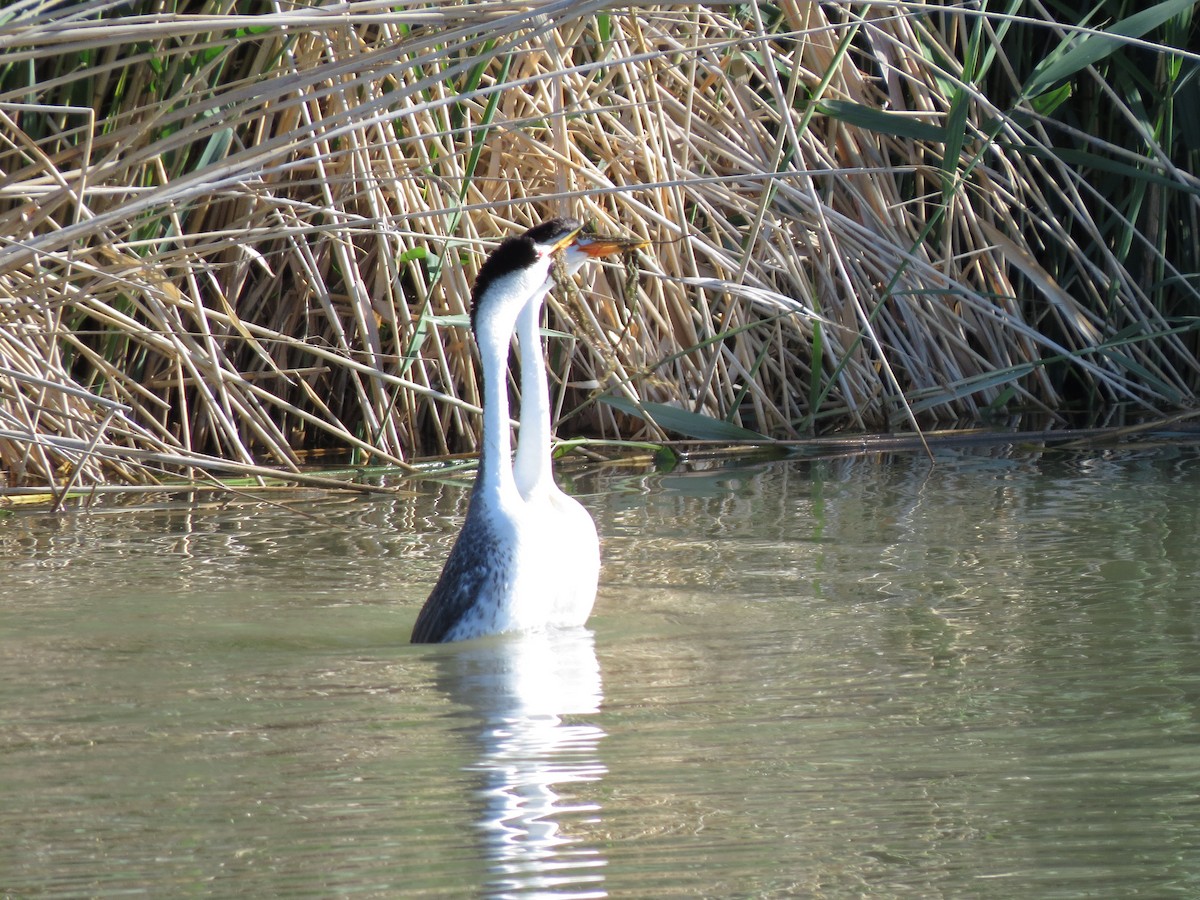 Clark's Grebe - ML61400601