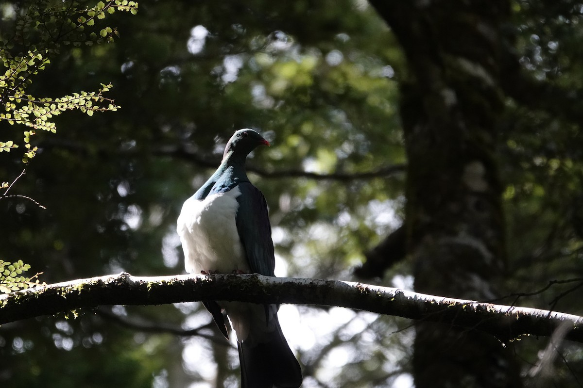 New Zealand Pigeon - ML614006033