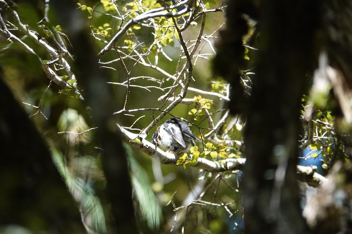 Tomtit (New Zealand) - ML614006048