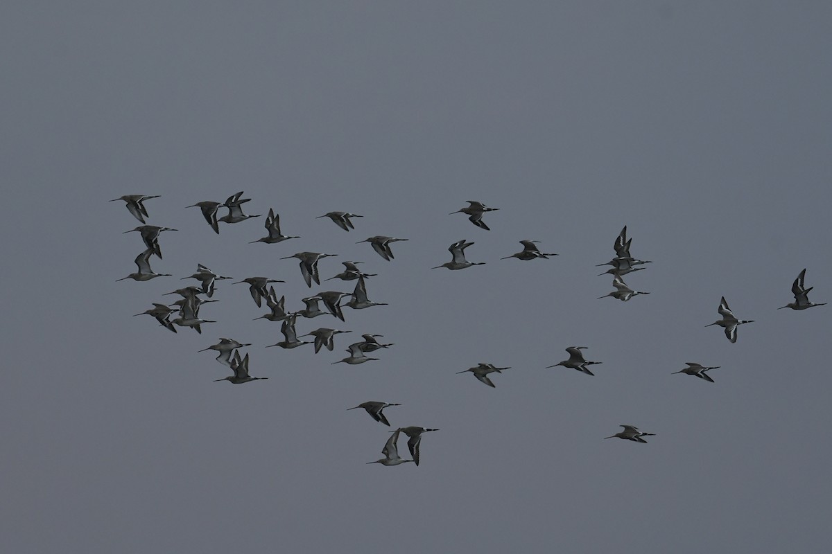 Black-tailed Godwit - ML614006060