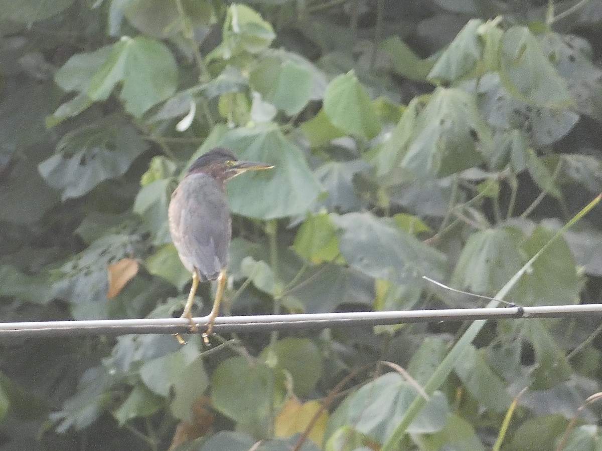 Green Heron - ML614006068