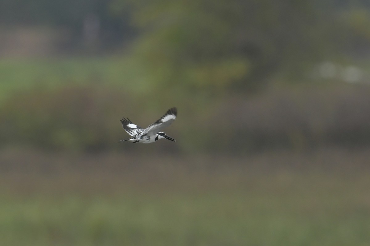 Pied Kingfisher - ML614006075