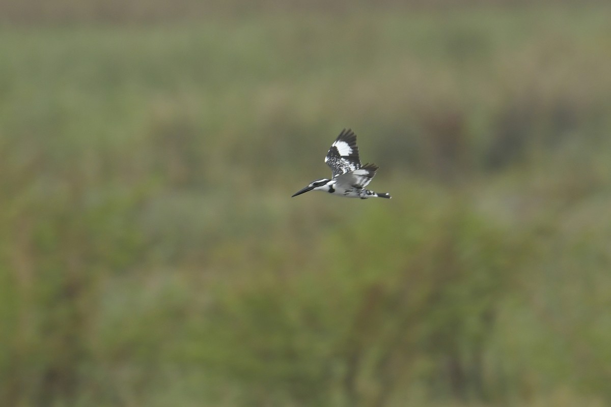 Pied Kingfisher - ML614006076