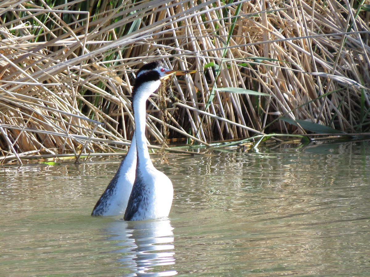 Clark's Grebe - ML61400611