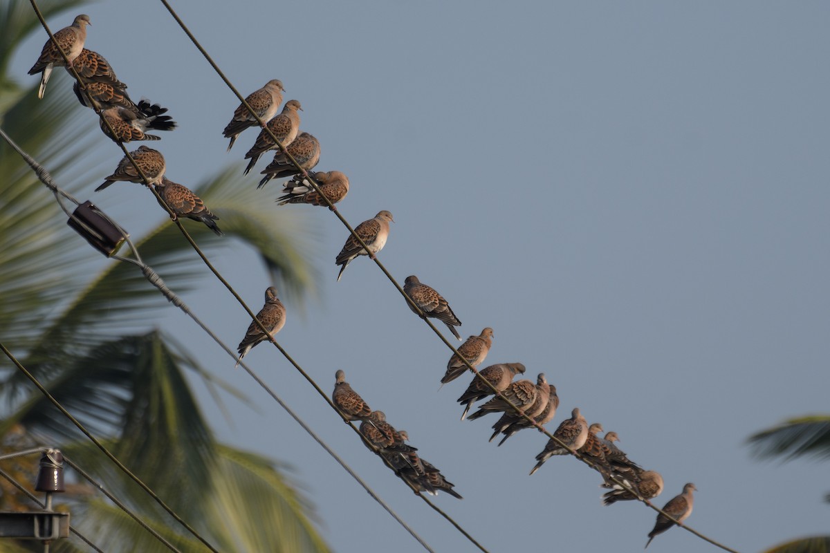 Oriental Turtle-Dove - ML614006111