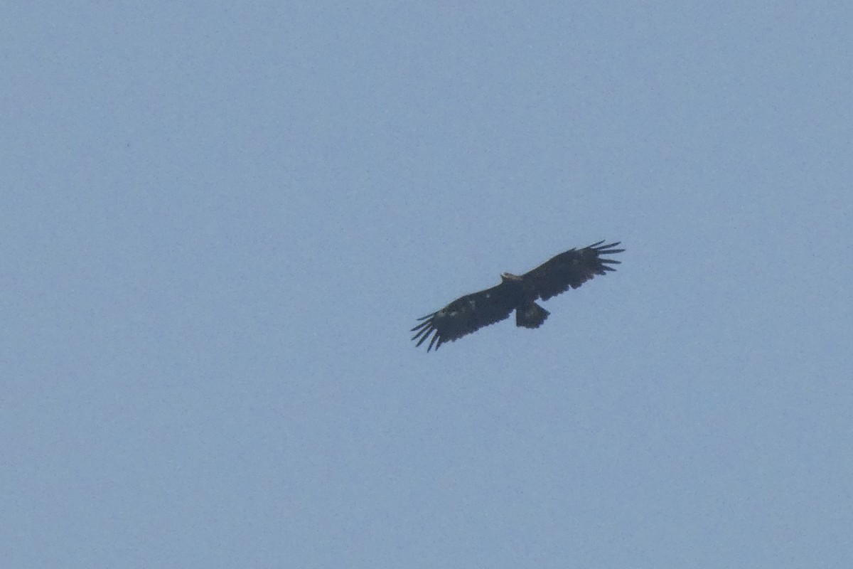 Greater Spotted Eagle - Ameya Deshpande