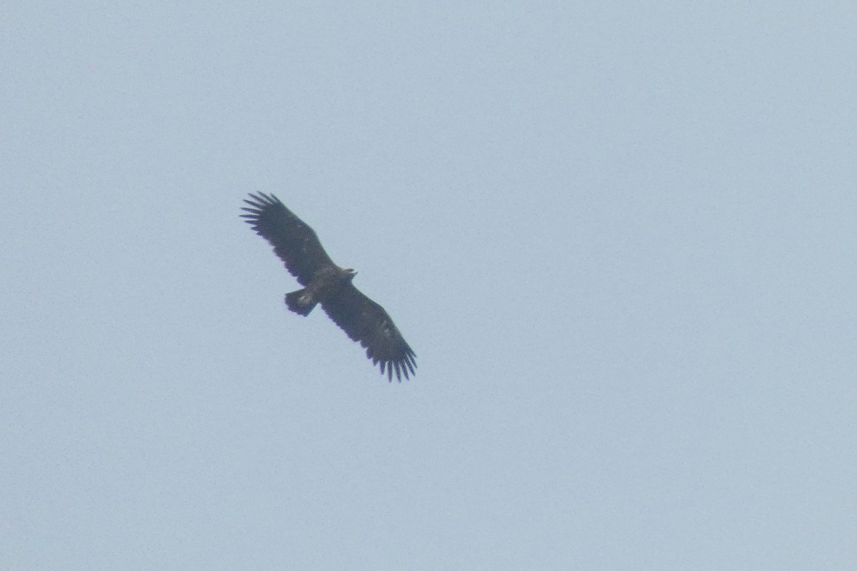 Greater Spotted Eagle - ML614006123