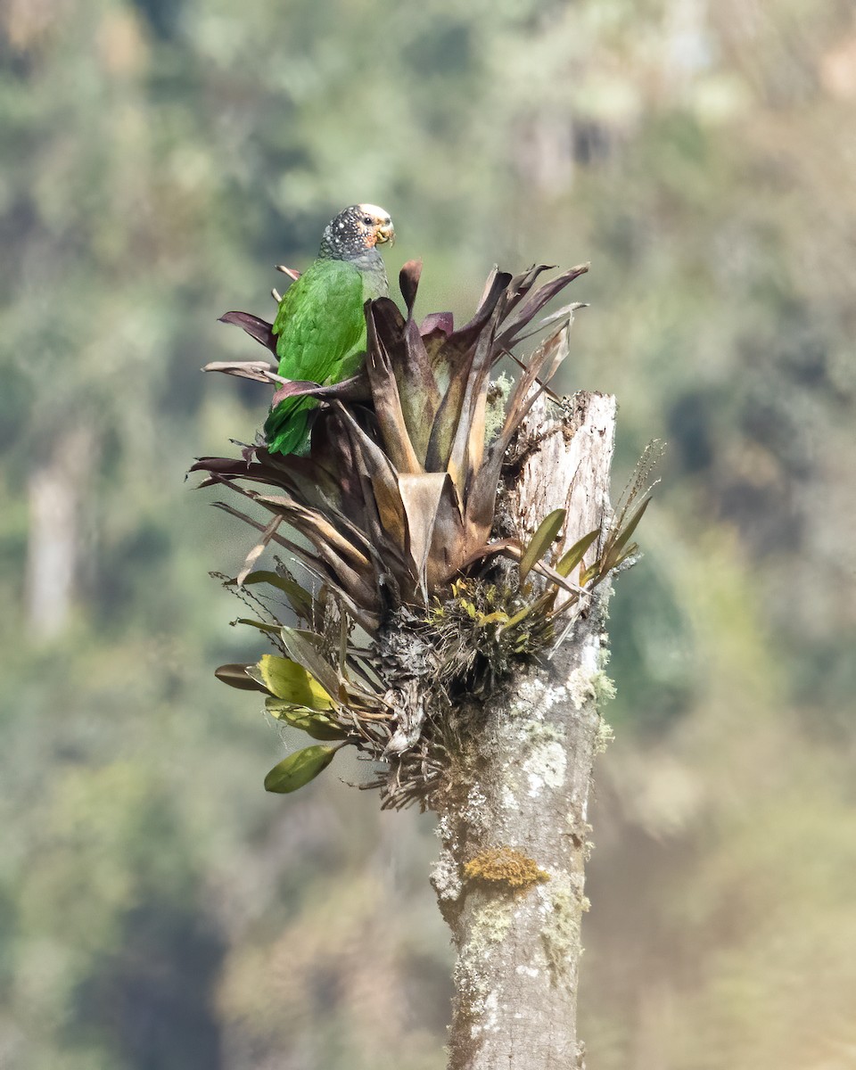 Speckle-faced Parrot - ML614006131