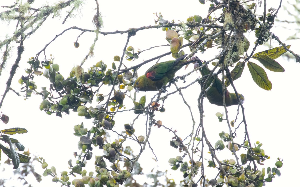 Indigo-winged Parrot - David Monroy Rengifo