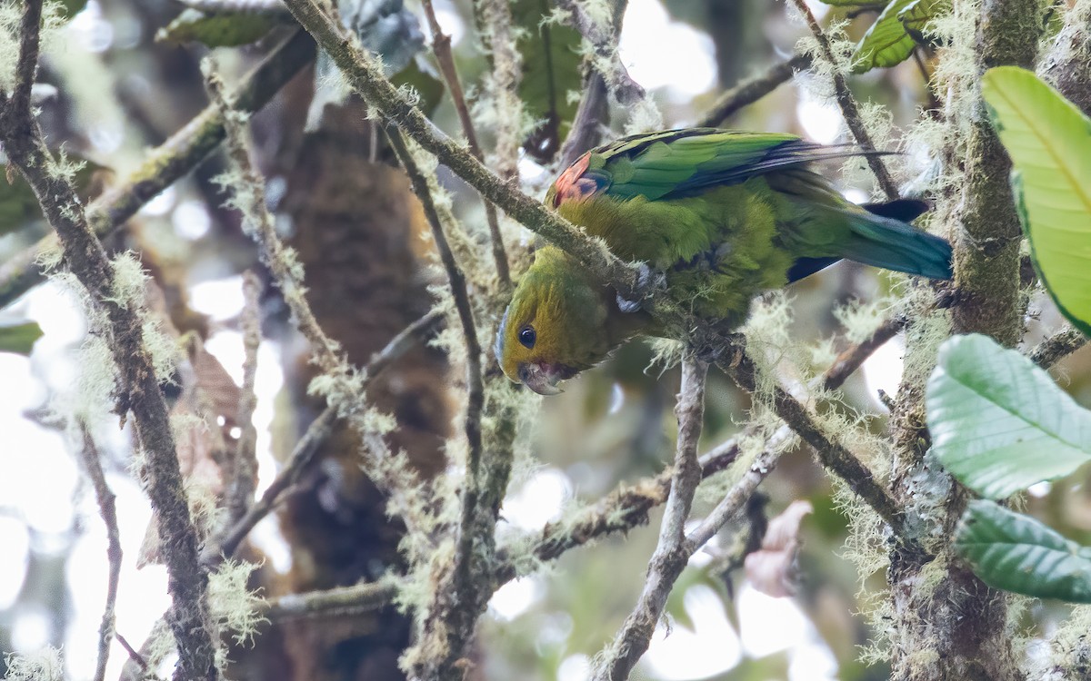 Indigo-winged Parrot - David Monroy Rengifo