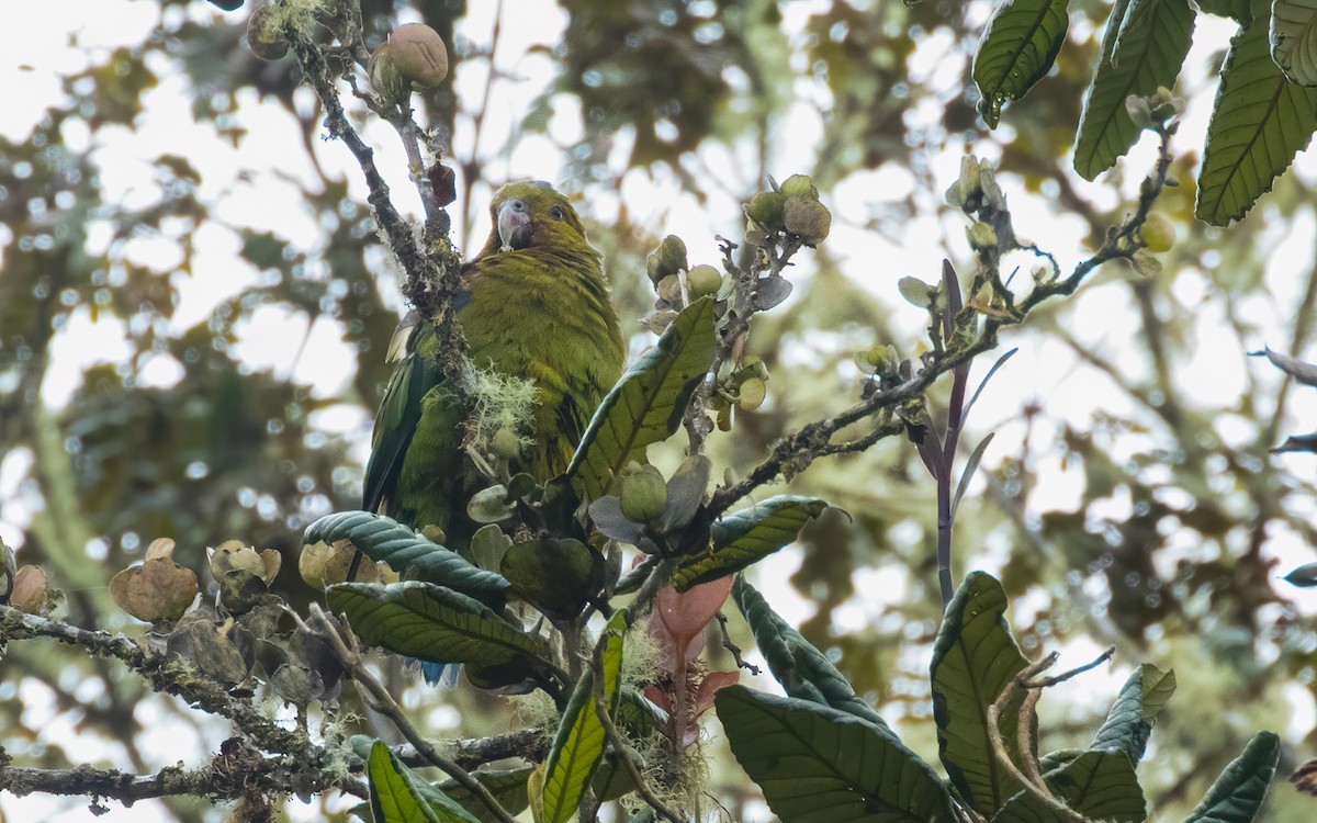 Indigo-winged Parrot - David Monroy Rengifo