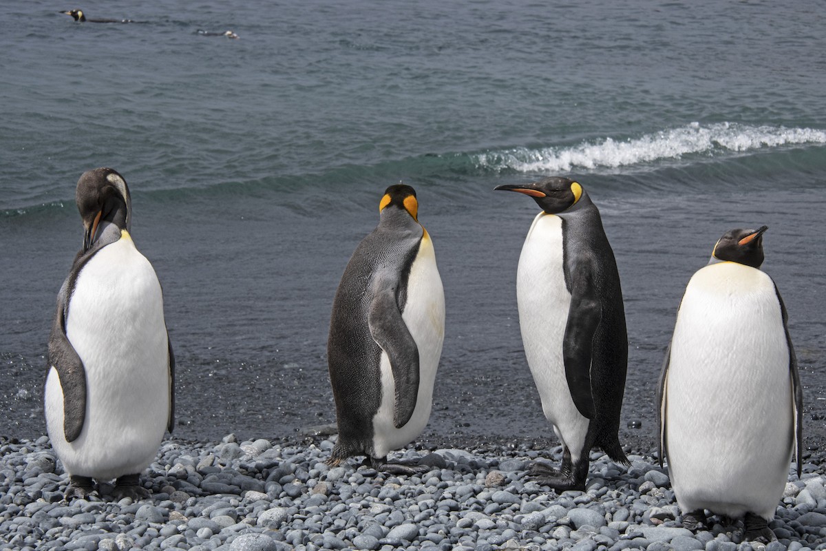 King Penguin - ML614006208