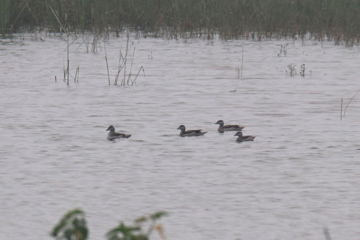 Cotton Pygmy-Goose - ML614006230