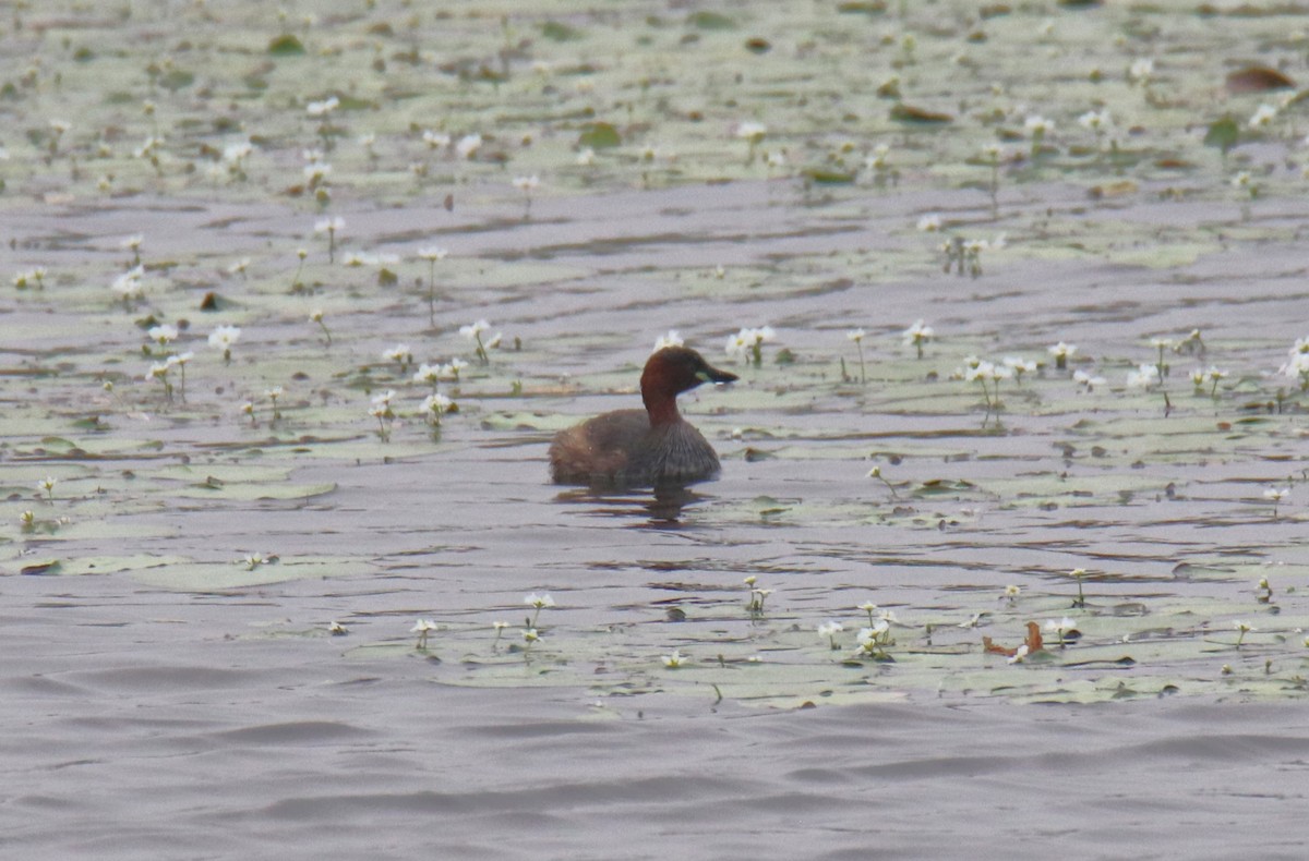 Little Grebe - ML614006275