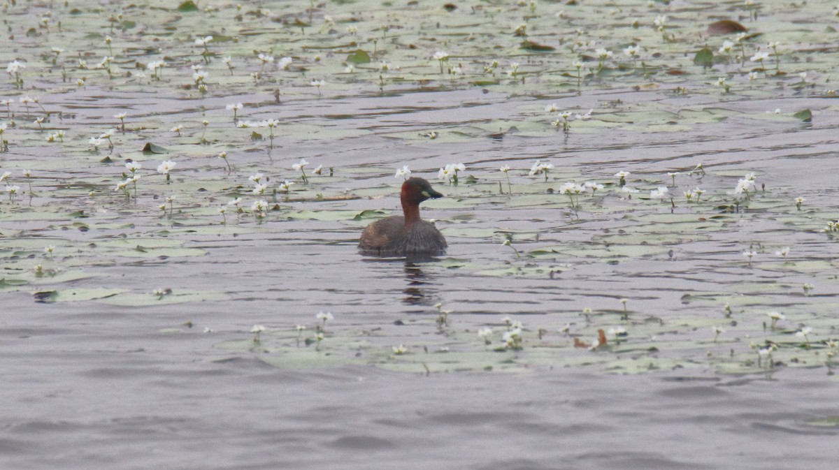 Little Grebe - ML614006297