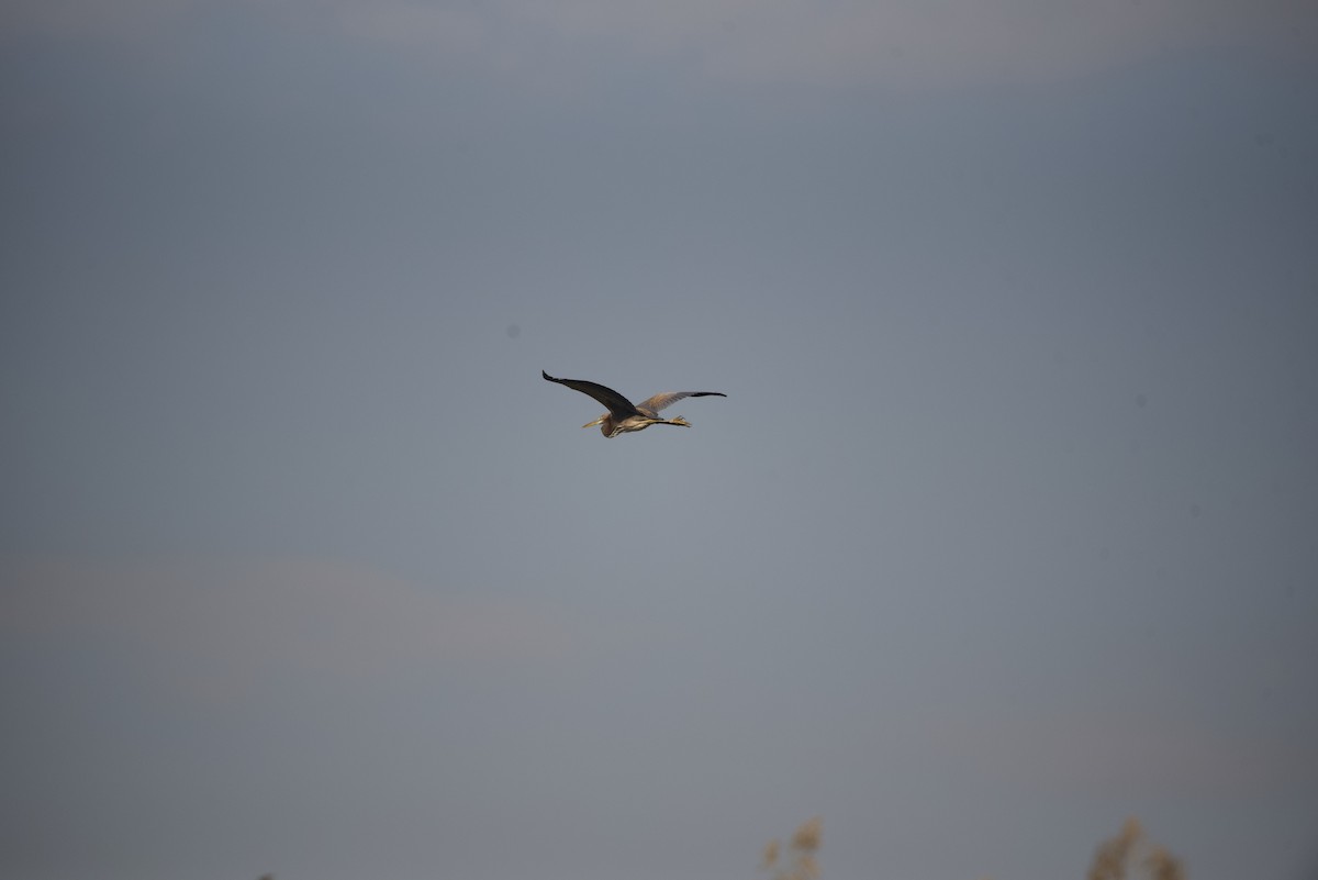 Purple Heron - Mansour Elkerdany