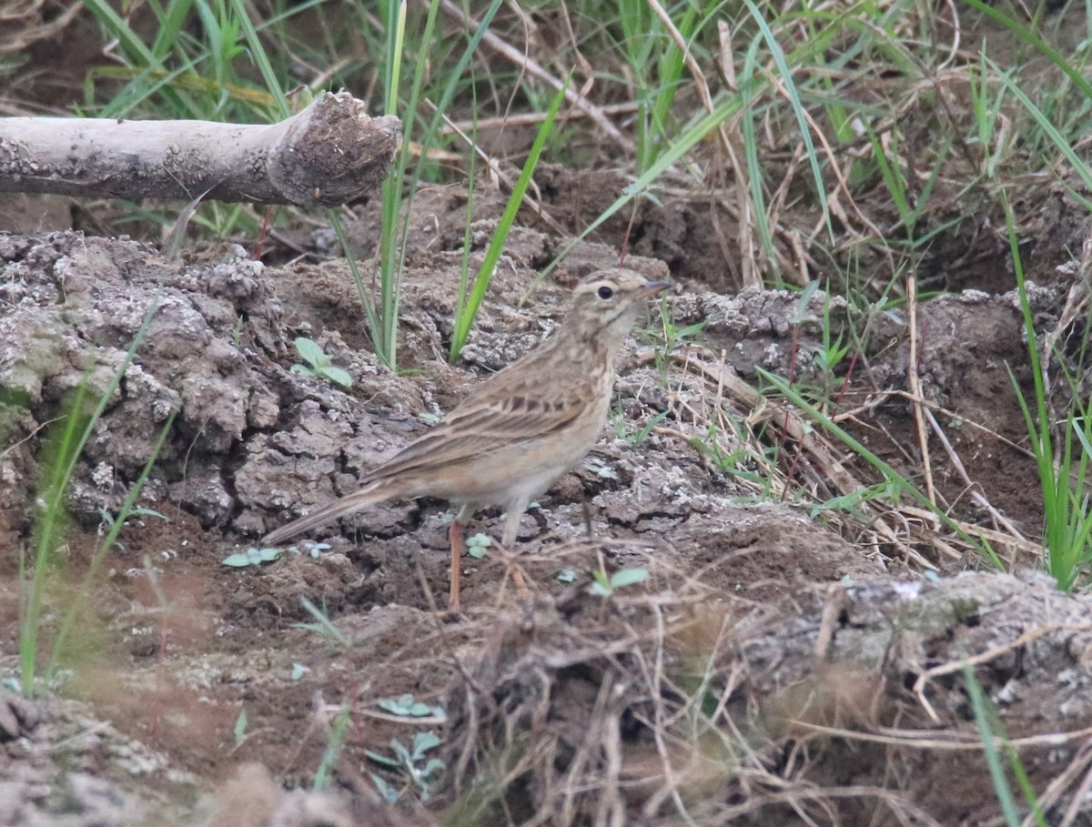 Paddyfield Pipit - ML614006332