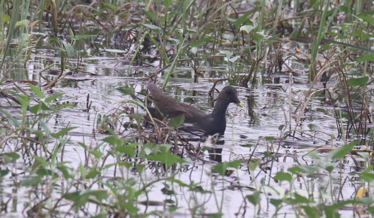 Eurasian Moorhen - Praveen H N