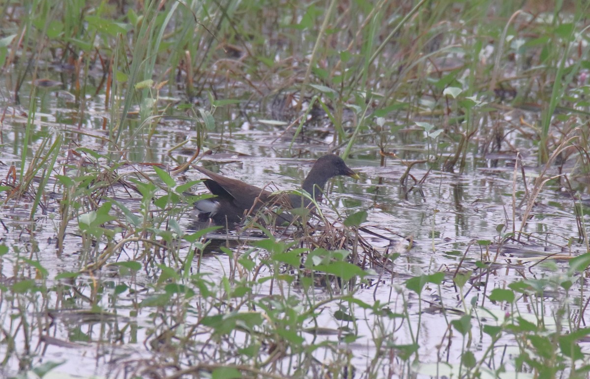 Eurasian Moorhen - ML614006368