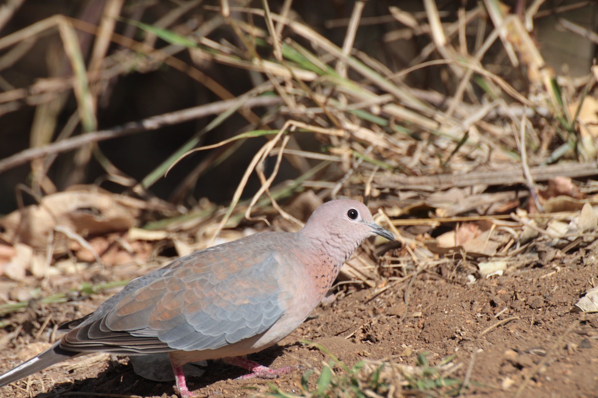 Laughing Dove - ML614006387