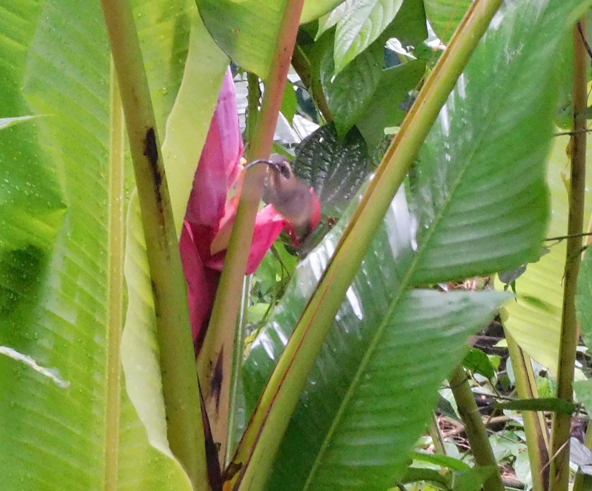 Long-billed Hermit - ML614006402