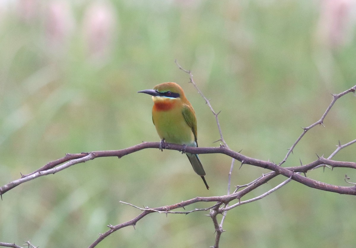 Blue-tailed Bee-eater - Praveen H N