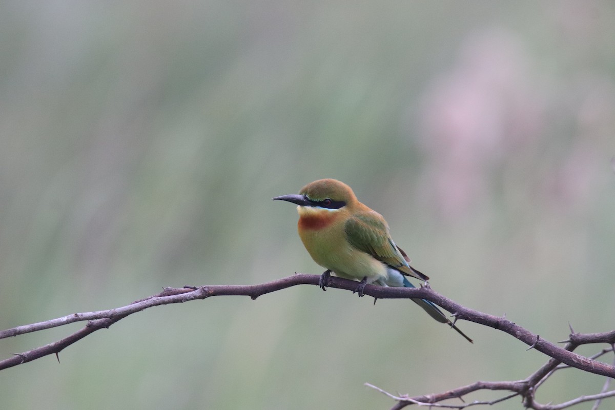 Blue-tailed Bee-eater - Praveen H N