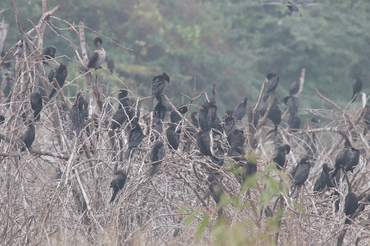 Little Cormorant - ML614006441