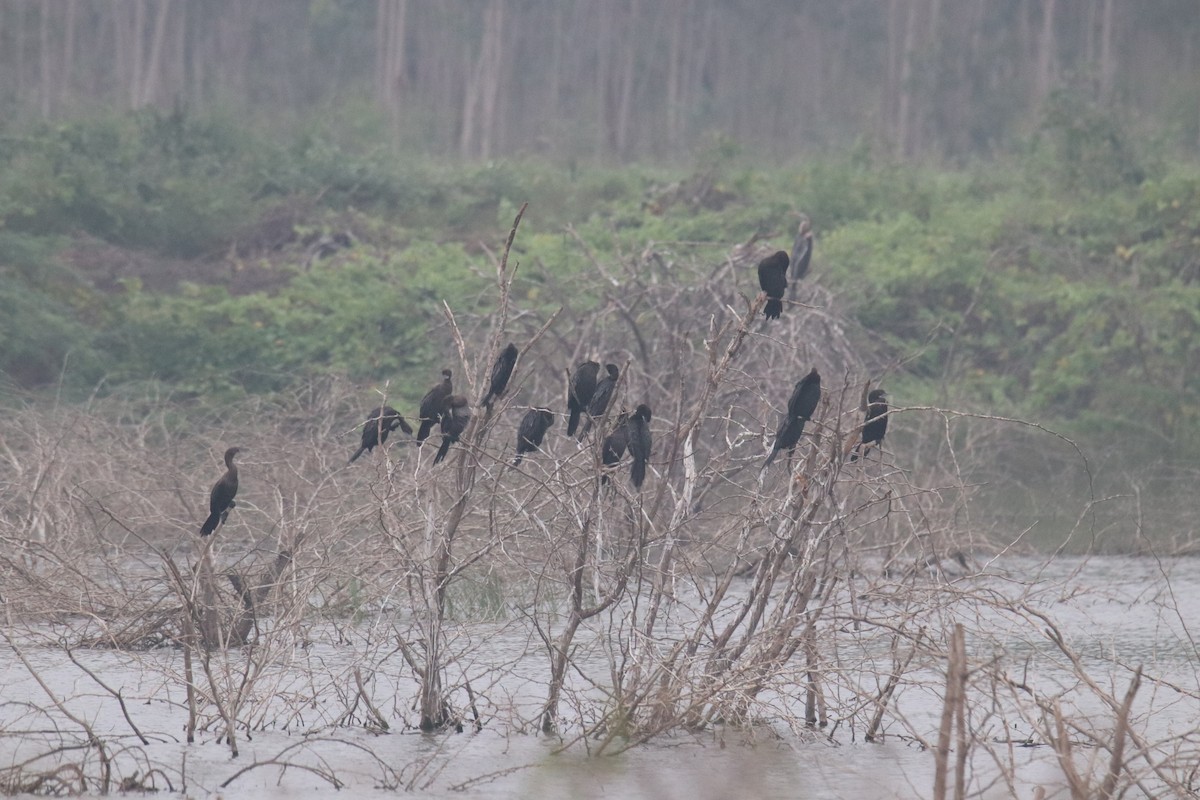 Little Cormorant - ML614006448