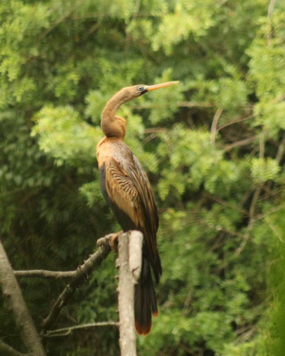 Amerika-Schlangenhalsvogel - ML614006451