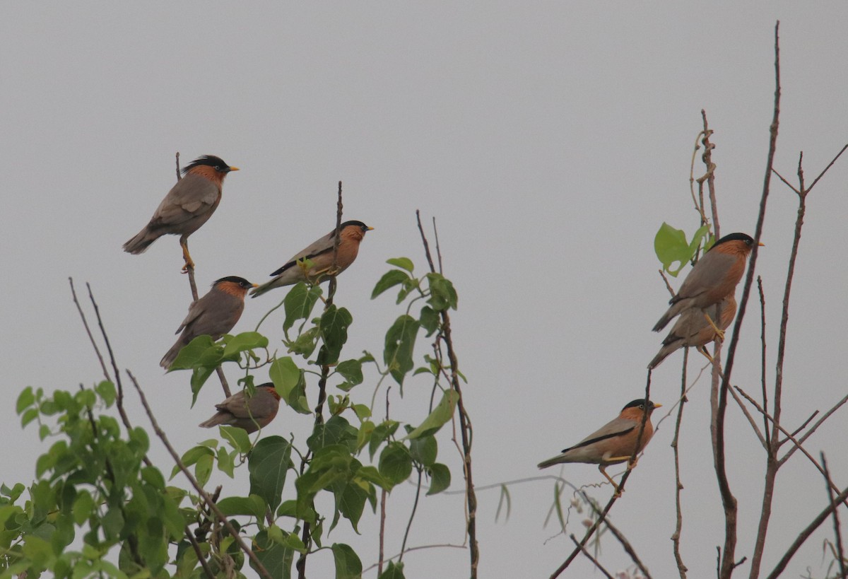 Brahminy Starling - ML614006463