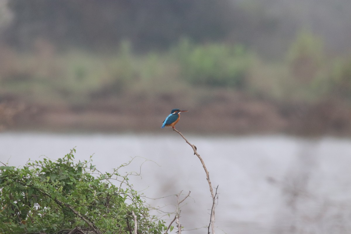 Common Kingfisher - ML614006470