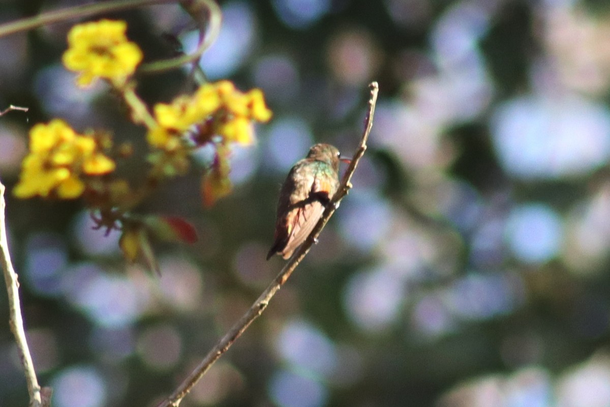 Berylline Hummingbird - ML614006502
