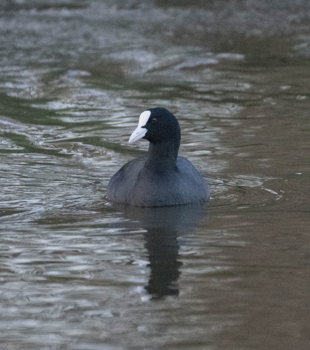 Eurasian Coot - ML614006513