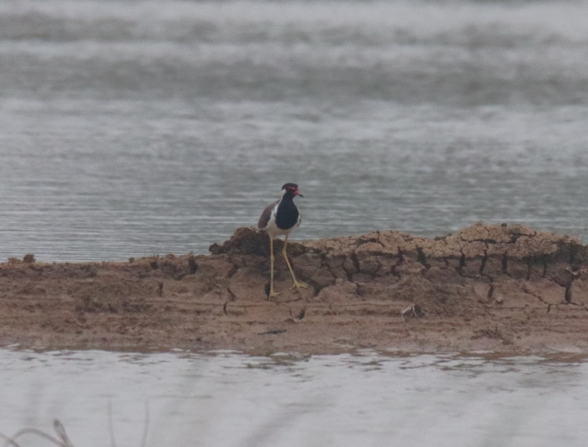 Red-wattled Lapwing - Praveen H N