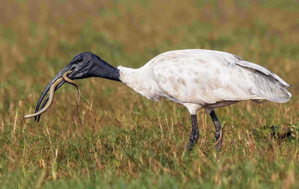 ibis černohlavý - ML614006544