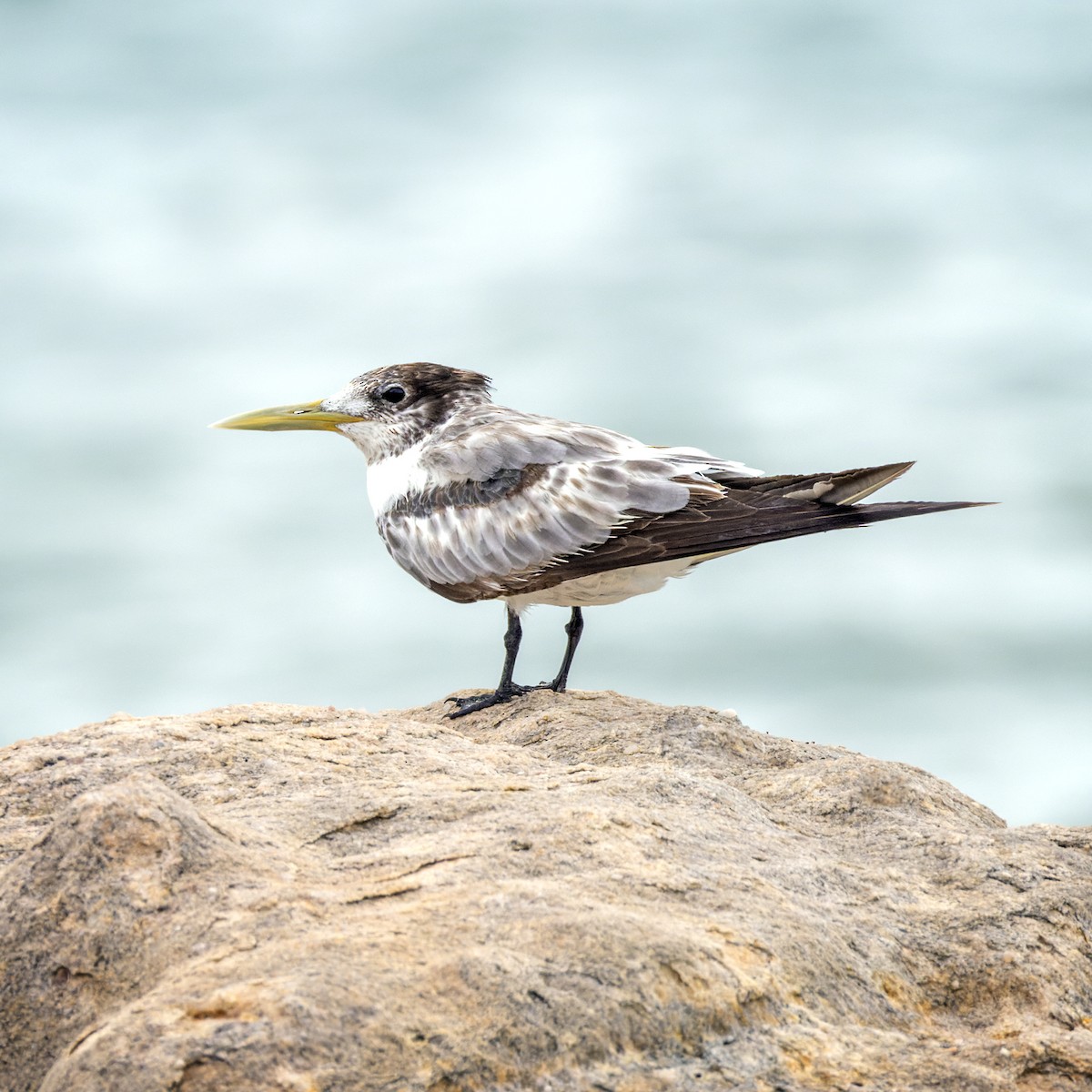 Great Crested Tern - ML614006672