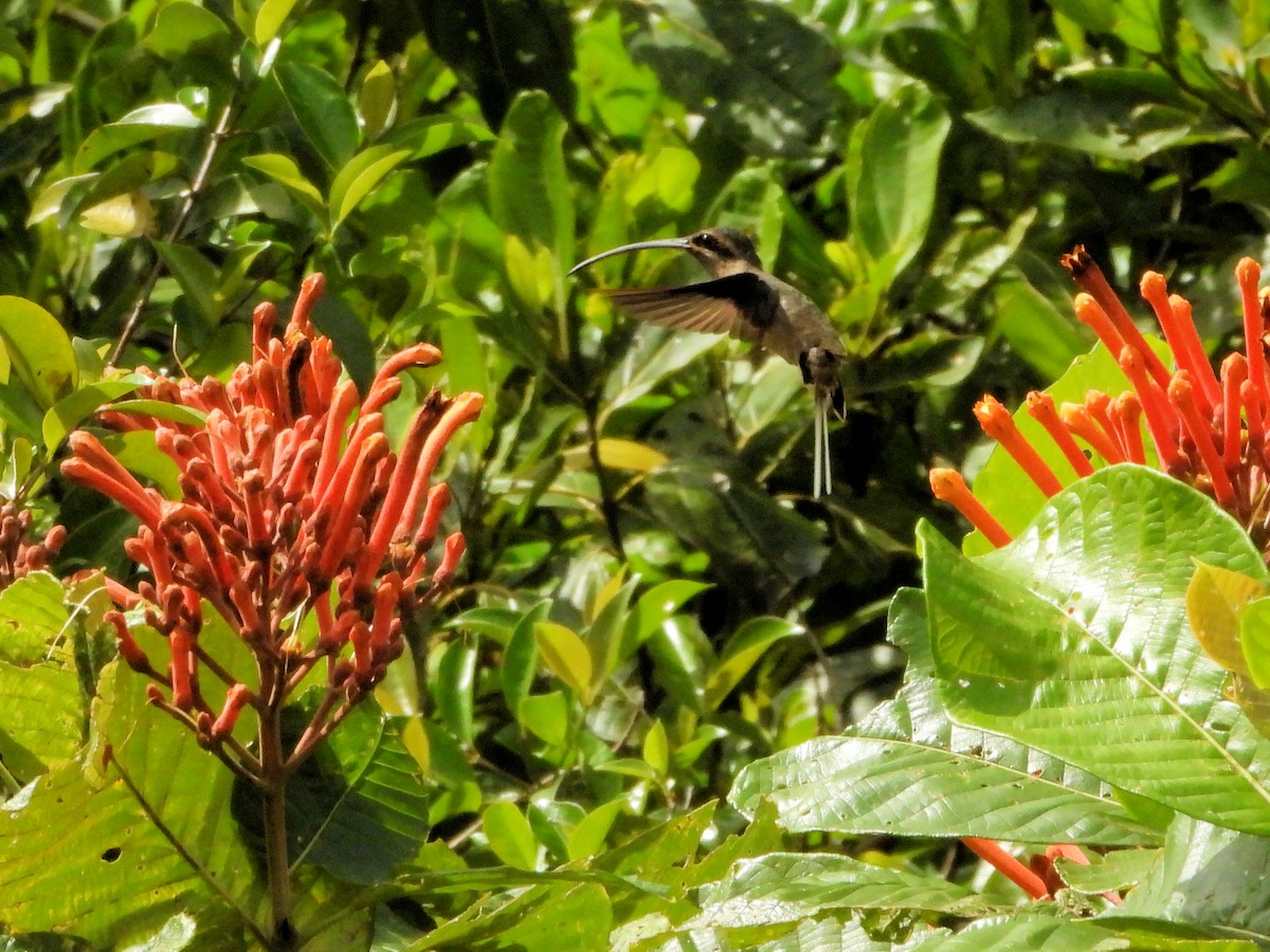 Длиннохвостый колибри-отшельник - ML614006737