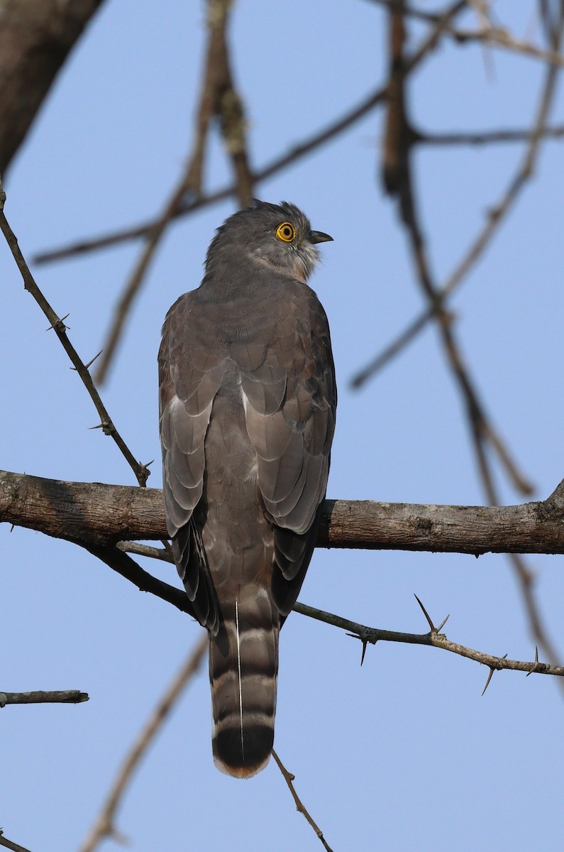 Common Hawk-Cuckoo - ML614006738