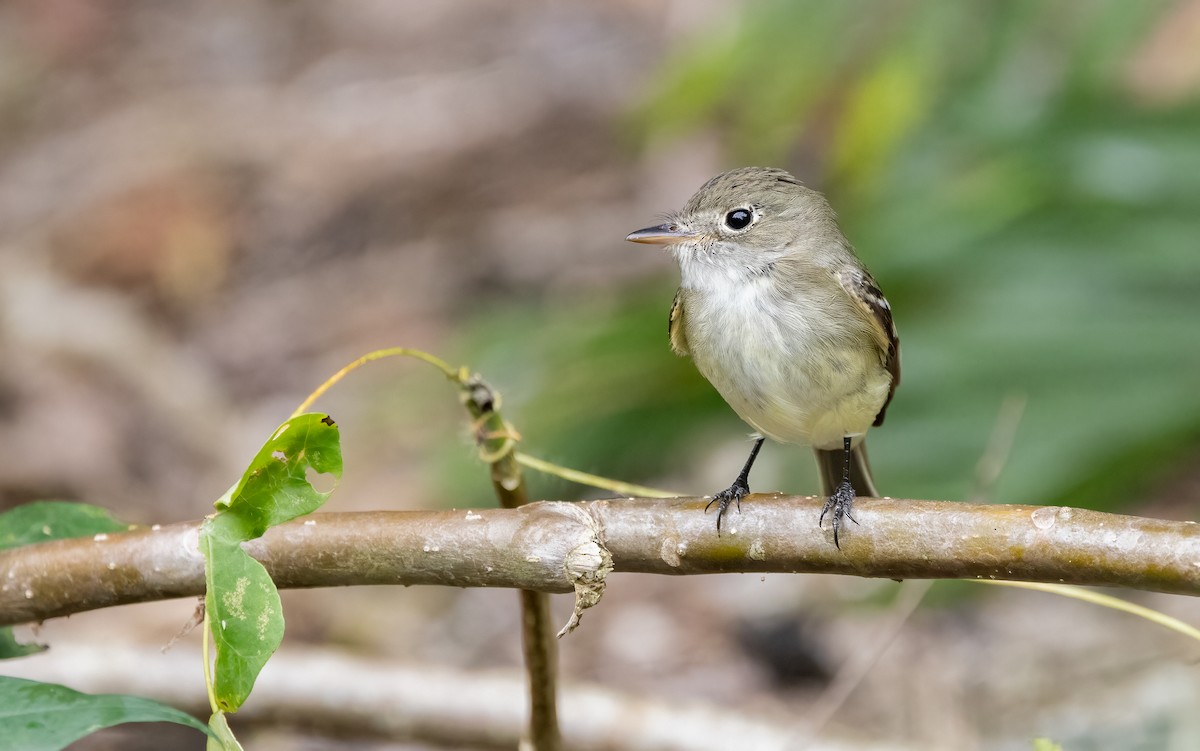 Northern Tropical Pewee - Richard  Davis