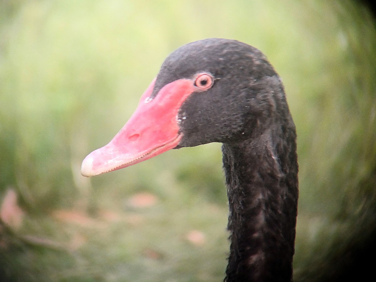 Black Swan - ML614006862